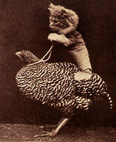 Let's go for a chicken ride Let's go for a chicken ride