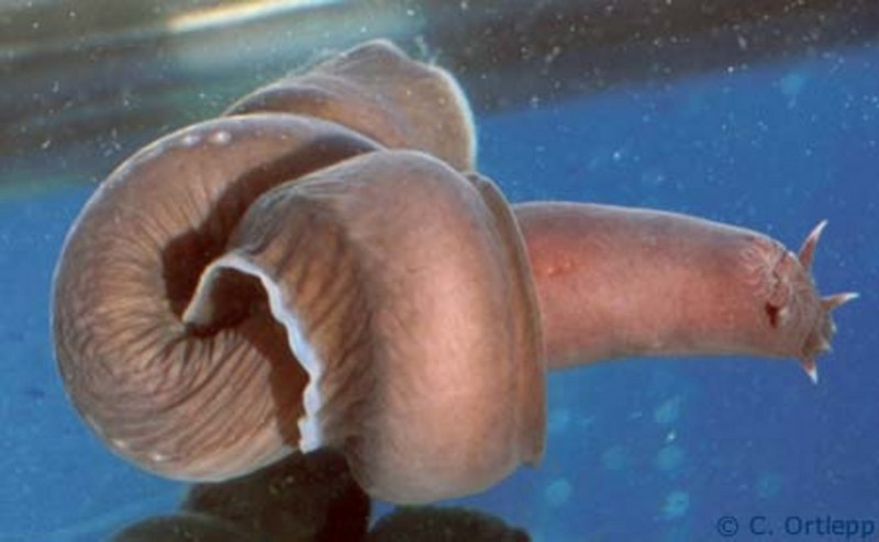 130-lo-hagfish.jpg