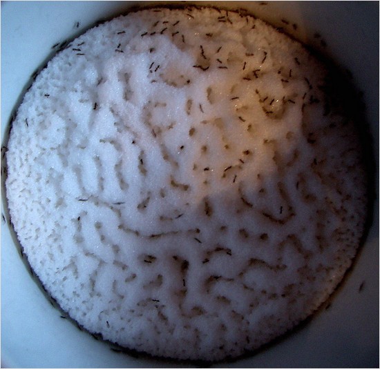ant sugar corex