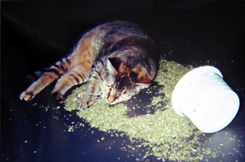 [mr. shrimp scampi jr.'s catnip stupor]
