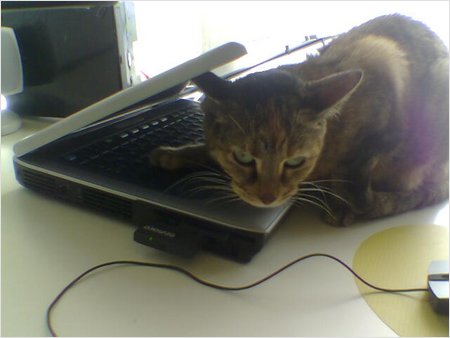 desperate petunia