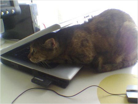 desperate petunia