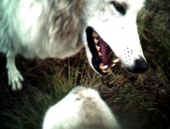 timber wolf confrontation