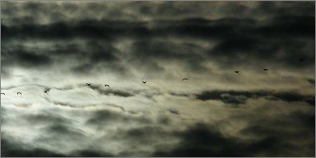 geese and clouds