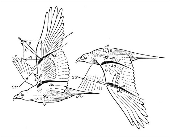from biophysics of the bird flightby karl herzog