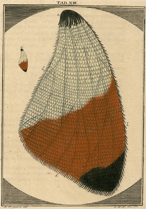 ledermuller's science-as-art ledermuller's science-as-art