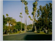 palm trees are special