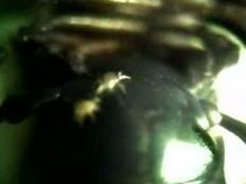 millipede and friends
