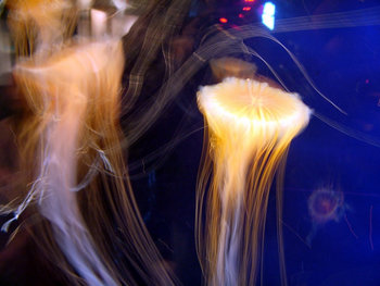 monterey aquarium slides