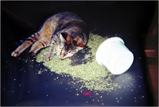 mr shrimp overindulges in catnip and finds himself in a stupor