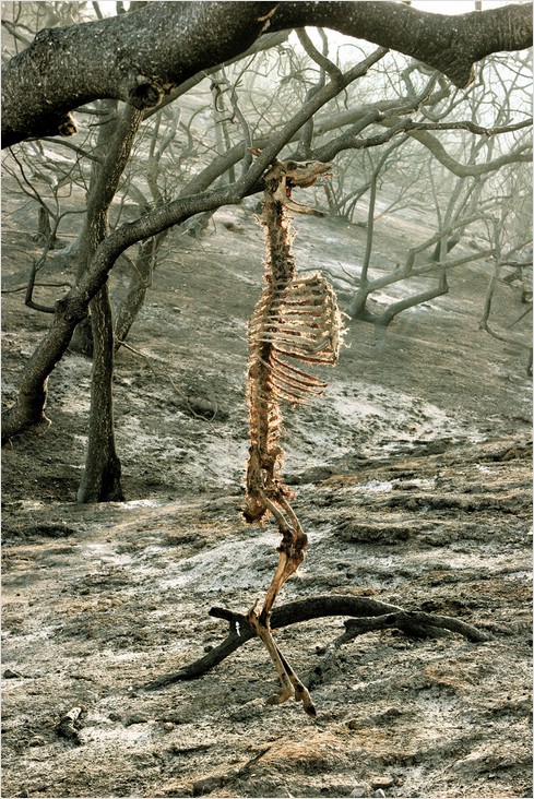 animal skeleton in post-fire griffith park animal skeleton in post-fire griffith park