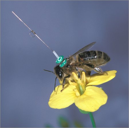 i still have a mild bee phobia i still have a mild bee phobia