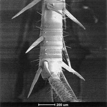 roach leg ewwww!