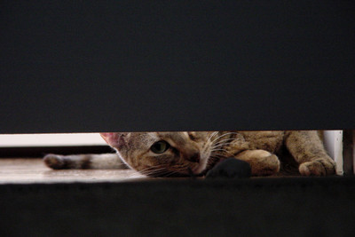 [petunia want mouse!]