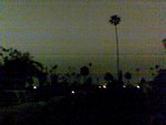 palm silhouette