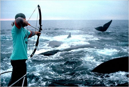 taking blubber samples for DNA analysis using hollow-tipped arrows